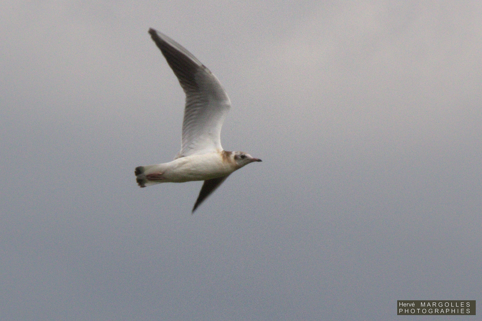 Mouette rieuse-01.jpg